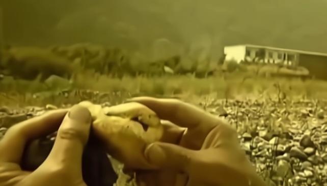 1988年，村民张占傲在河南三门峡伏牛山的河里钓鱼时，突然腿抽筋落水。浑浊的