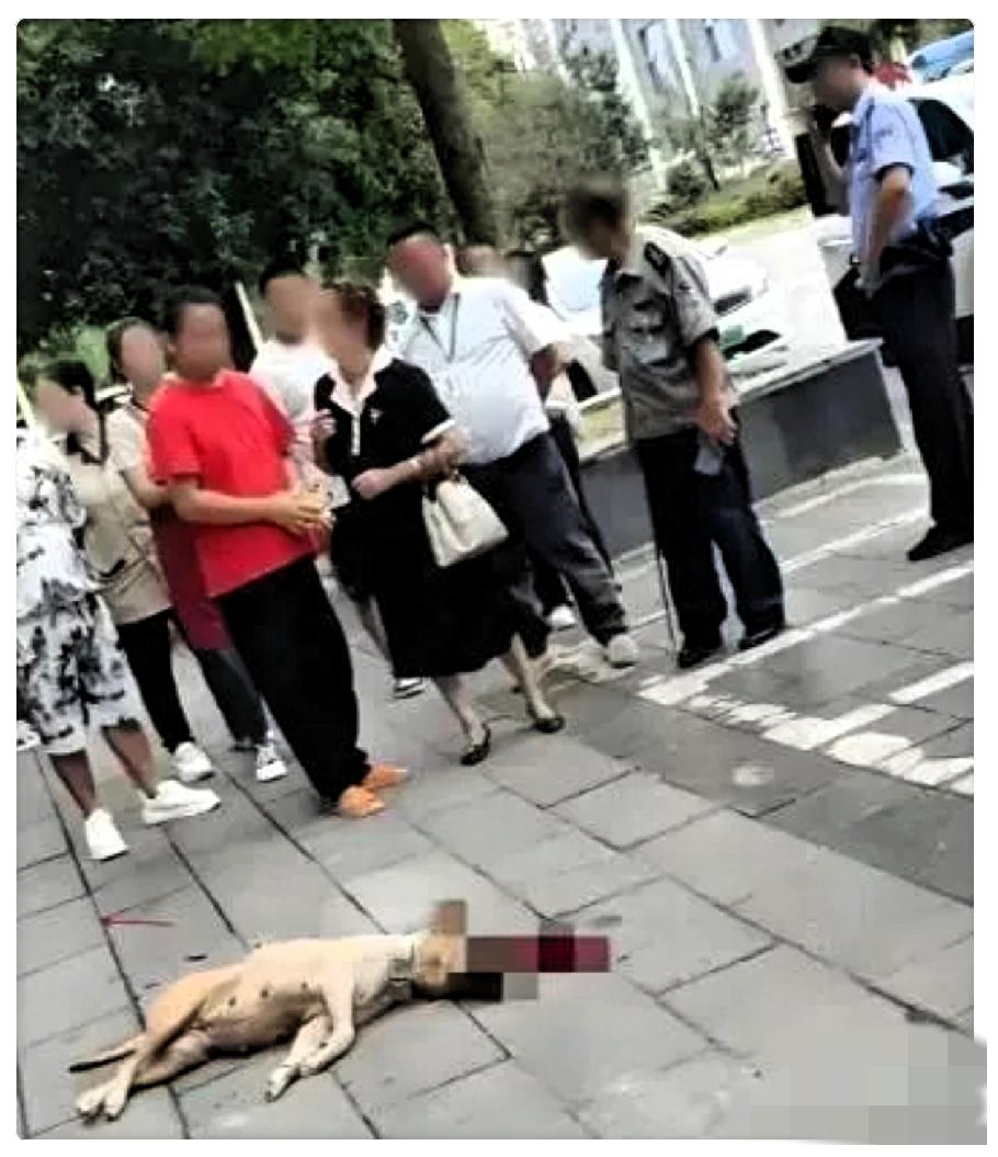 这下遇到狠人了!四川，一位大妈遛狗不拴绳，结果狗子给一位大哥咬了，大妈跑过来后