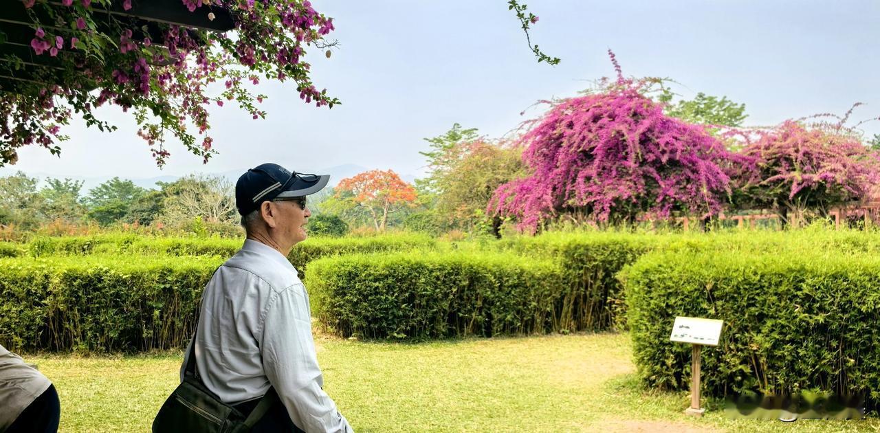 鹧鸪天·游中科院版纳热带植物园马踏春云向版纳，芳林深处不知还。繁阴覆地清