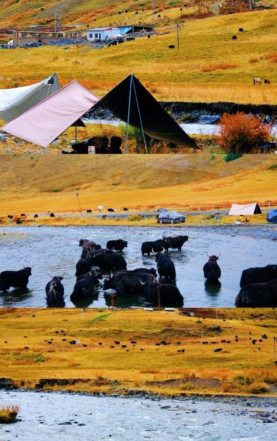 国庆自驾游🏔️川西比我更早知道秋天🍂川西真的太美啦！国庆太适合自驾川西了