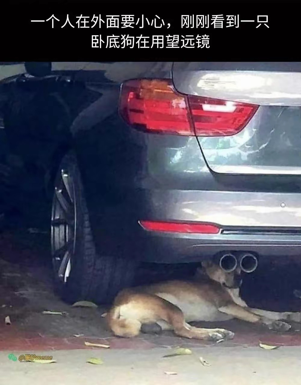 刚刚看到卧底狗在用望远镜