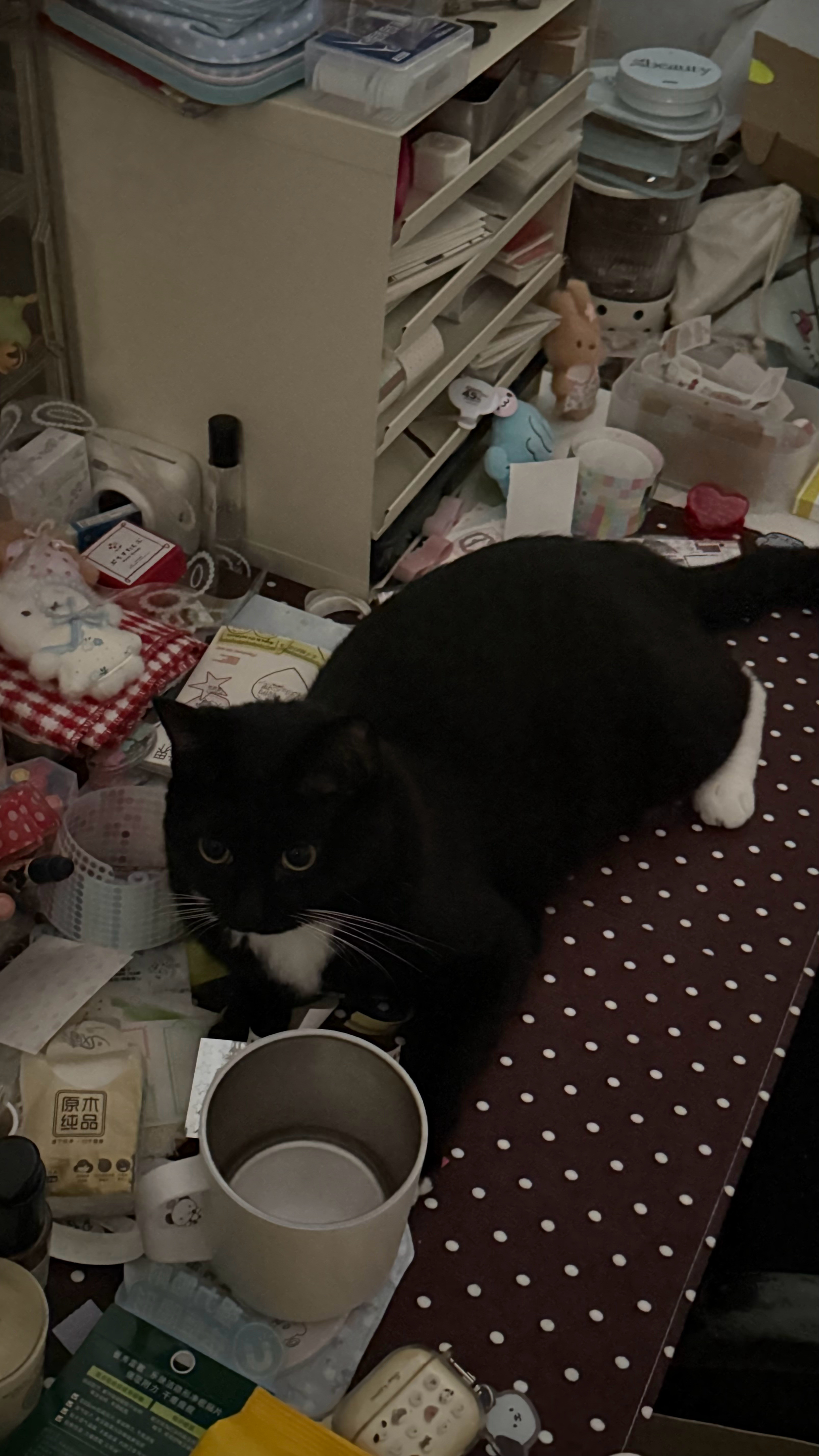 妮蔻——手帐猫来的今天早上七点多就上我屋里跳到我的桌子上弄我桌上的小纸片​​