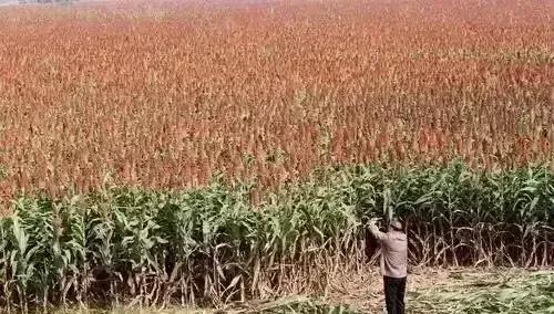 1987年，张艺谋筹拍《红高粱》，花了四万块钱，请当地农民种100亩红高粱，并且