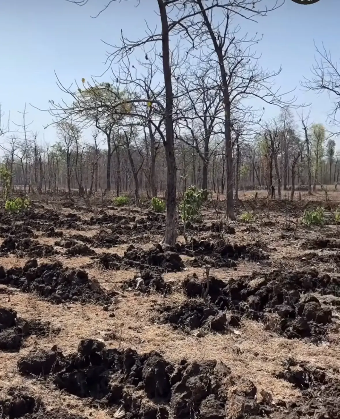 我们亚洲狮生活就是美滋滋。森林部门又给亚洲狮在村庄附近种植了十公顷的树...