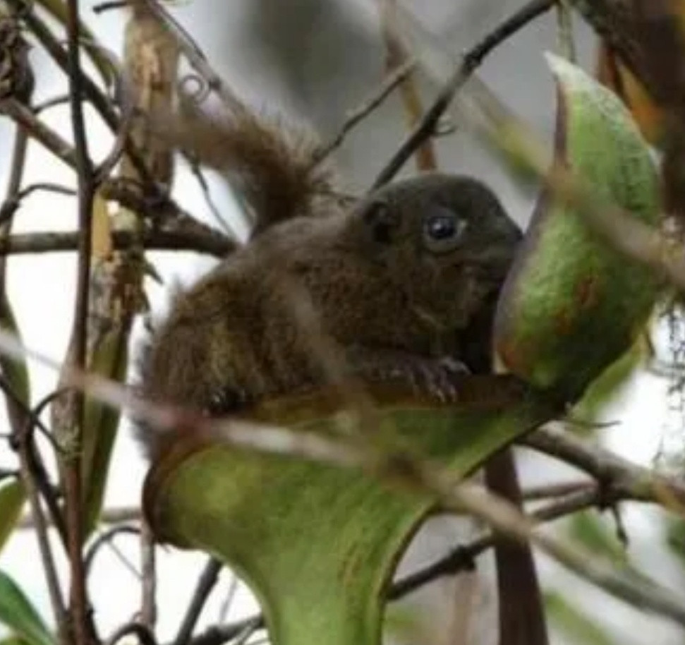 每天一条冷知识劳氏猪笼草的盖子会分泌一种长得像白色糖蜜的“泻药”，有时候树鼩会