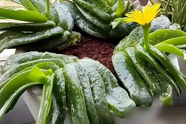 谁懂啊！现在年轻人养花都不追“颜值党”了？最近刷到好多人分享“丑花”，像麒麟掌、