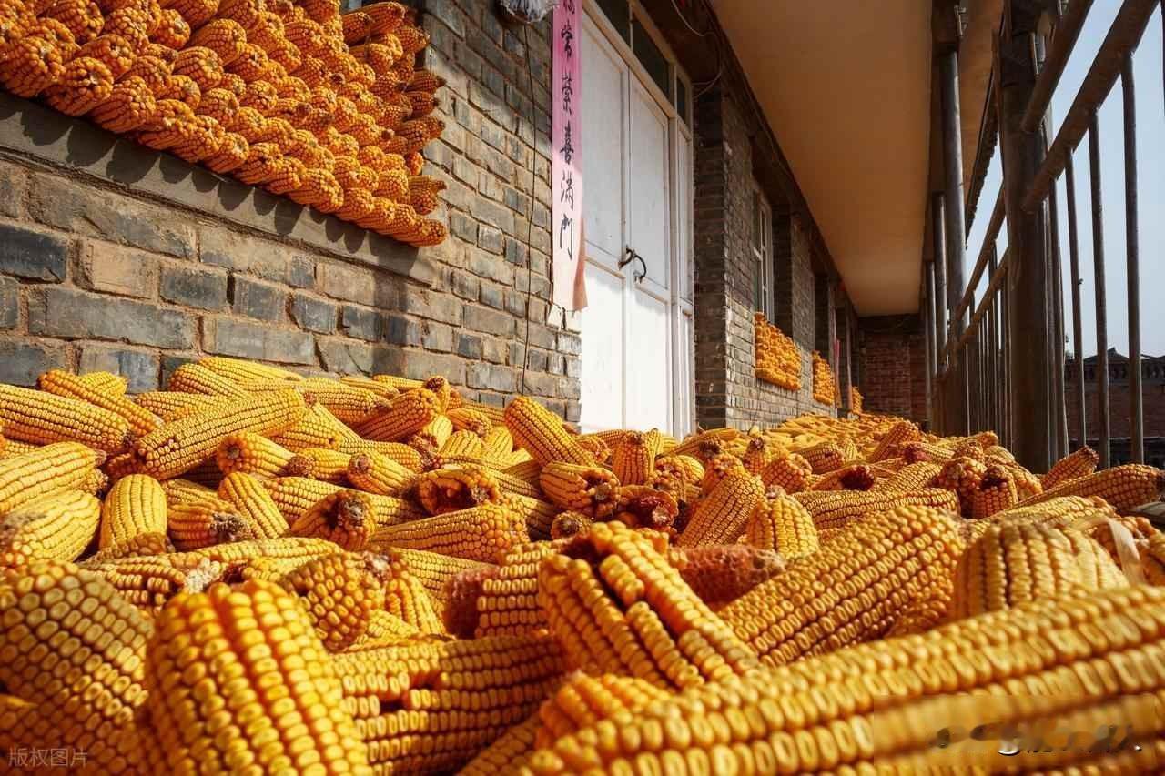 玉米跌不动了，农民却不敢卖，价格要变天？十月过半，玉米价格突然不往下走了，中