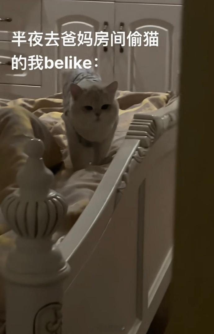 猫：“伺候了老的，还得伺候小的，心累….“​​​