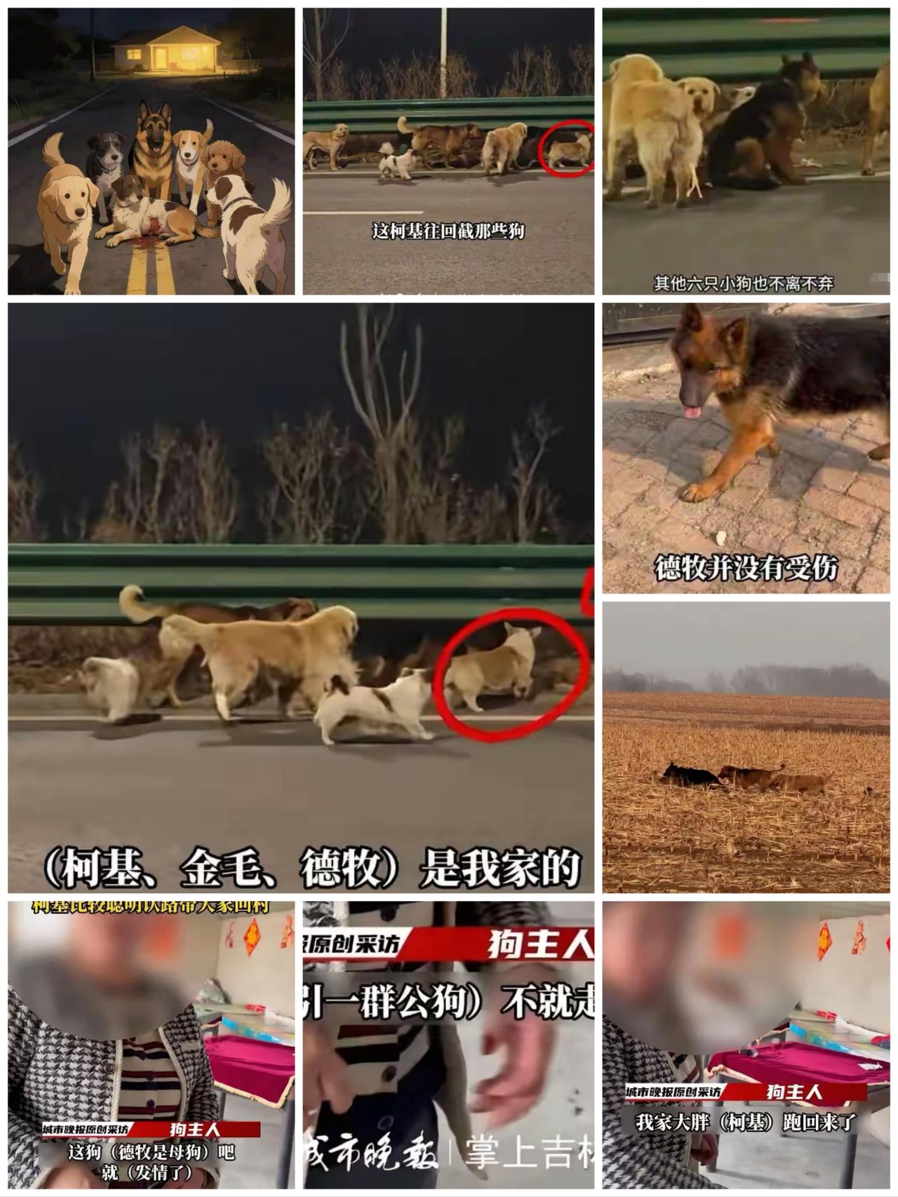 这也太搞笑了吧，之前说的是七只小狗侠义结金兰，集体冲破坏人的陷阱，然后跋山涉水的