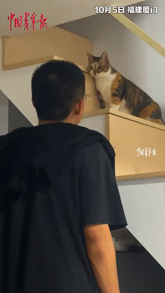 “这只猫火了！”福建厦门，男子第一次去女朋友家，结果被女主乖巧懂事的猫吸引，男子