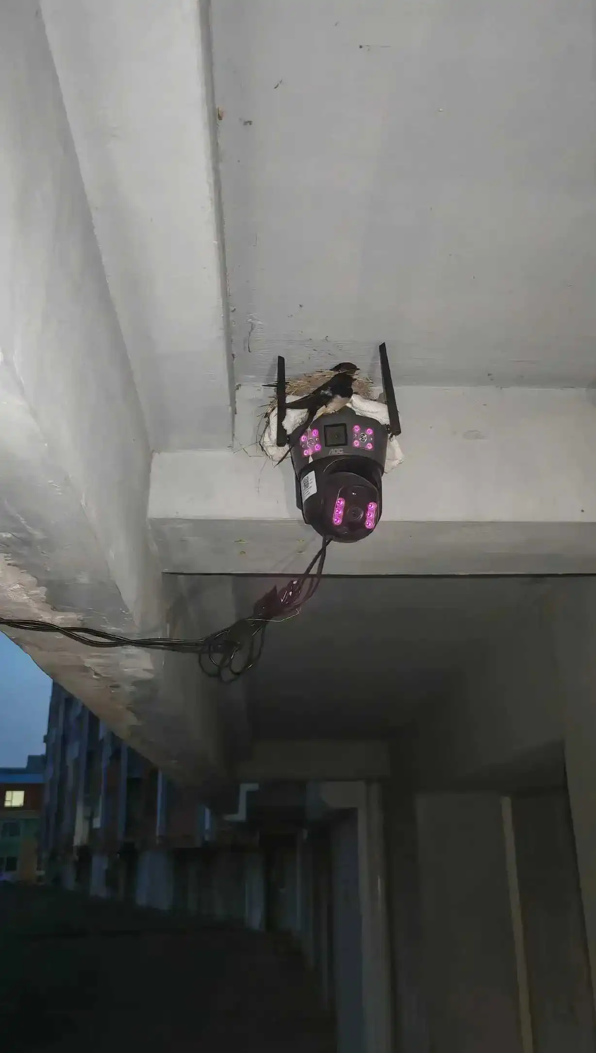 主人家估计头都大了，这管还是不管好