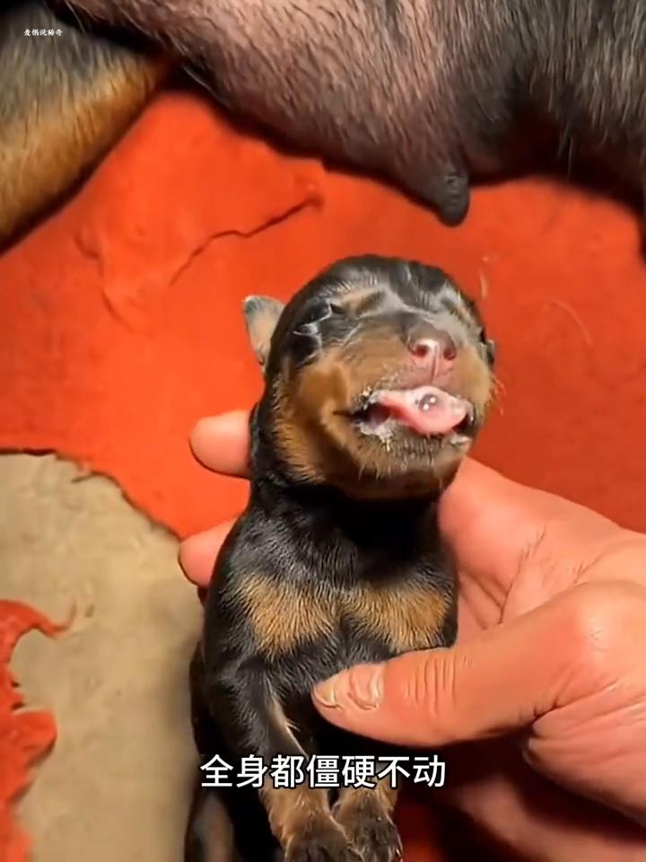 这只小奶狗实在太可怜了，它刚出生没多久身体就变得僵硬无比，主人抱起一看全身都僵硬