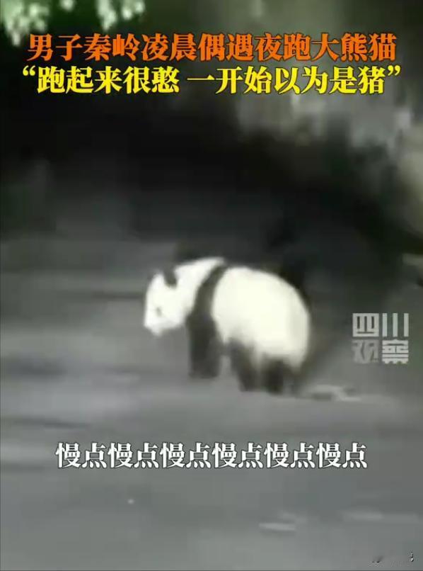 陕西宝鸡秦岭山区，凌晨两点的山道上，夜跑的刘先生怎么也没想到，自己会和一只野生大