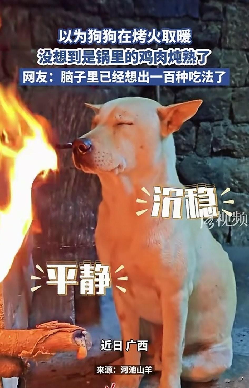 看到狗狗坐在灶台前面，那眼神太好玩了，一动不动看着灶台，大家都以为狗狗在烤