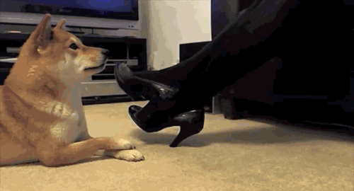 有什么跟不上的呢？你能做出来的动作，狗子也一样能做出来。