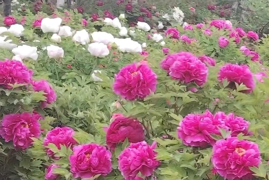 ＃每日一图随手拍＃牡丹花在春日里绽放，色彩斑斓，艳丽绝伦，国色天香，一