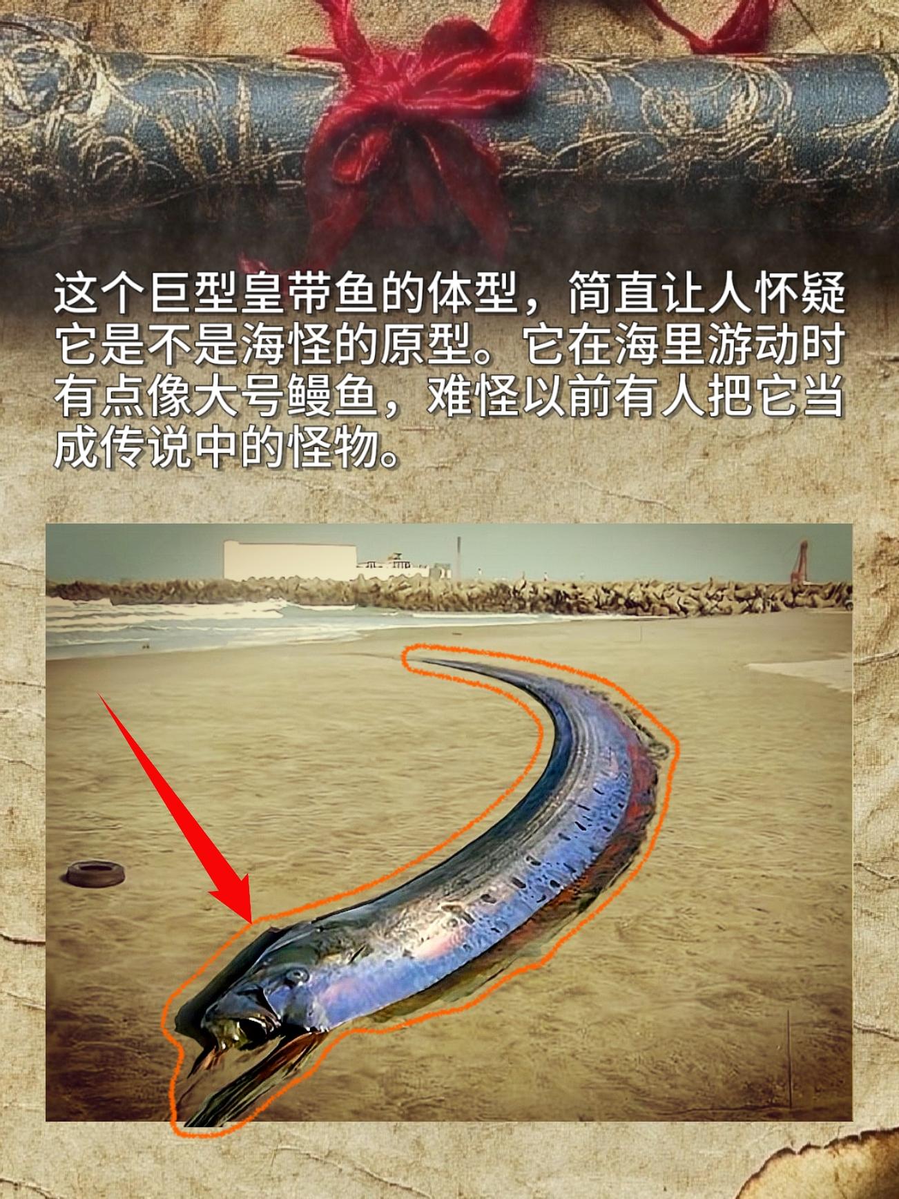 这个巨型皇带鱼的体型，简直让人怀疑它是不是海怪的原型。它在海里游动时有...