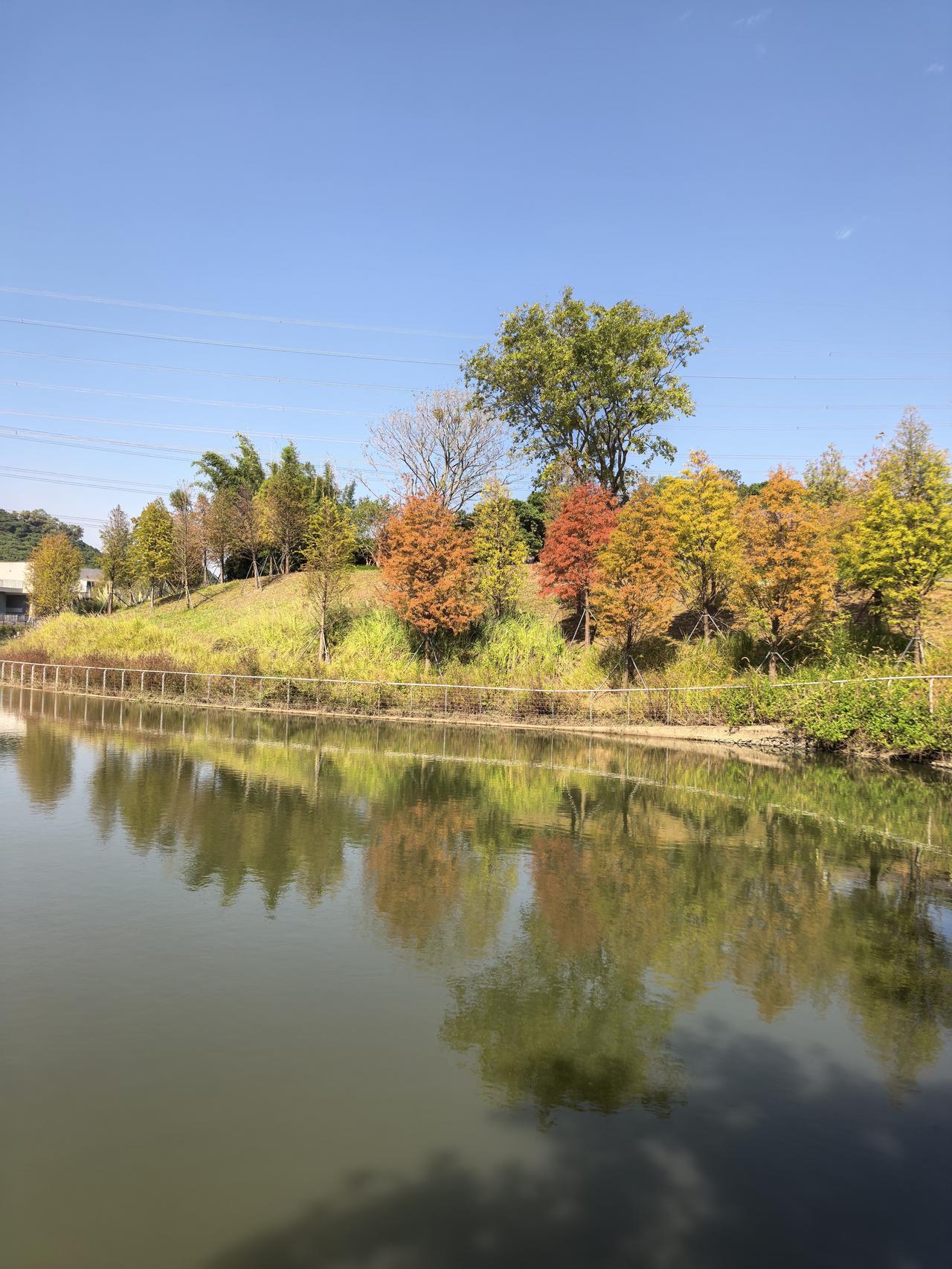 可以分享一张秋景树叶的照片吗深圳的秋天。