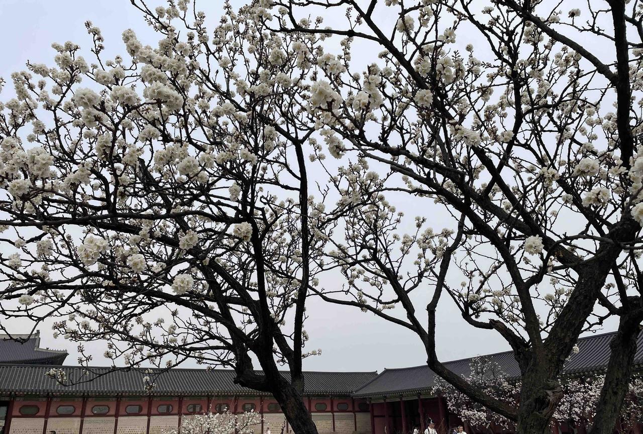 Day746：抄录黄石公《素书》第一章-把握好进退的时机和尺度2025-9-1
