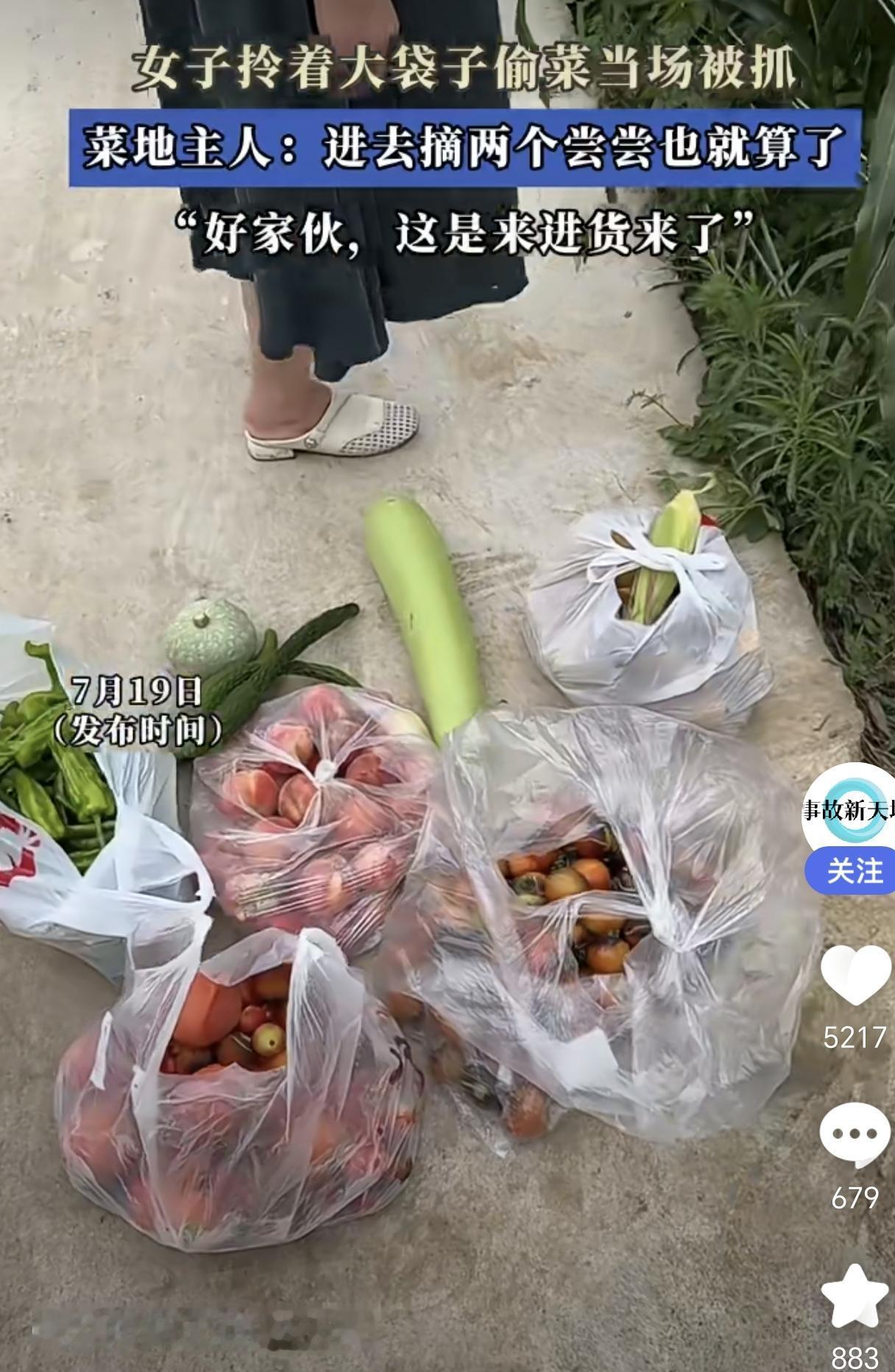 一女子白天竟然去他人菜地里摘菜，摘了几大袋子的菜，结果被菜主人发现了，主人报了案