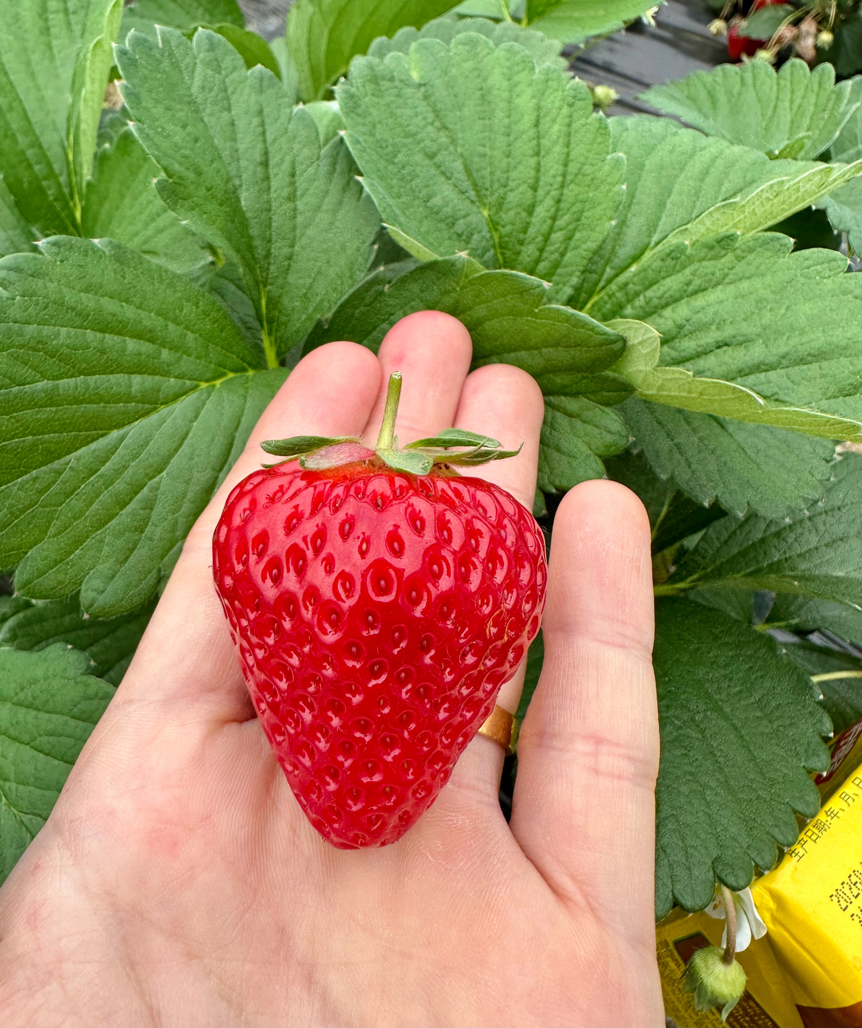 摘到了一颗很标准的草莓🍓