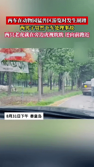 8月31日下午，秦皇岛某动物园猛兽区，两车游览时发生剐蹭，两名男子贸然下车处理事