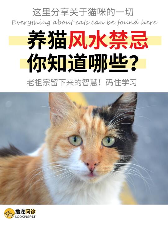 老祖宗：养猫千万要注意风水❗️❗️❗️