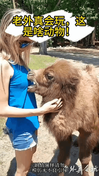 这骆驼真会找地方[捂脸哭]