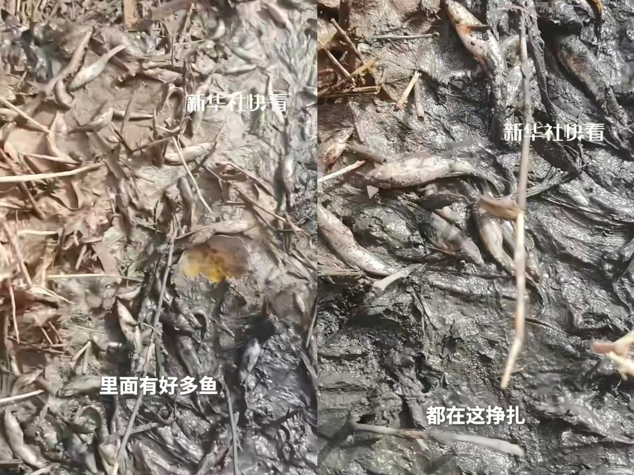 新疆女子救鱼这幕，真的戳中人心最软的地方！明明是去看胡杨林的惬意旅程，撞见