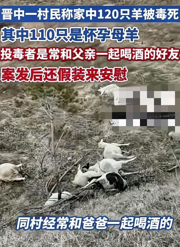 知人知面不知心晋中村民120只羊被毒死投毒者竟然是同村好友双方还经常在一起