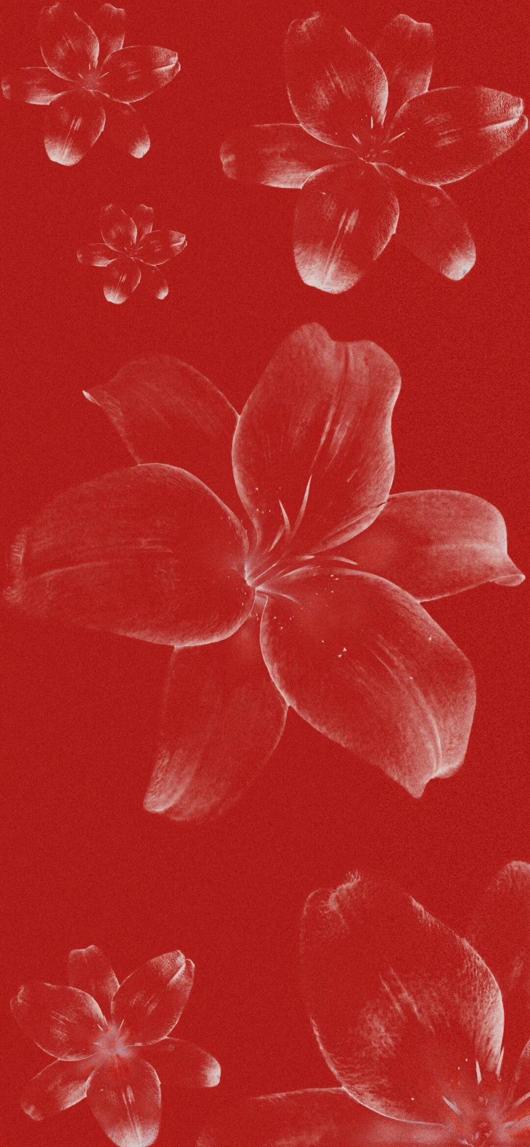 Share|喜庆百合花壁纸百事顺利，合家欢乐！