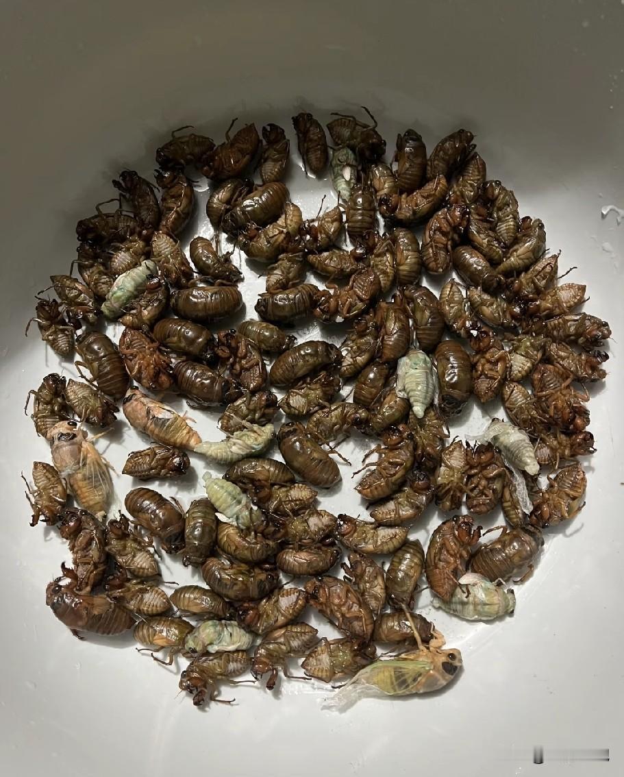对蛋白过敏的人不能吃这东西，真的吓死了，头跟🐷头一样大，全身疙瘩[捂脸哭]
