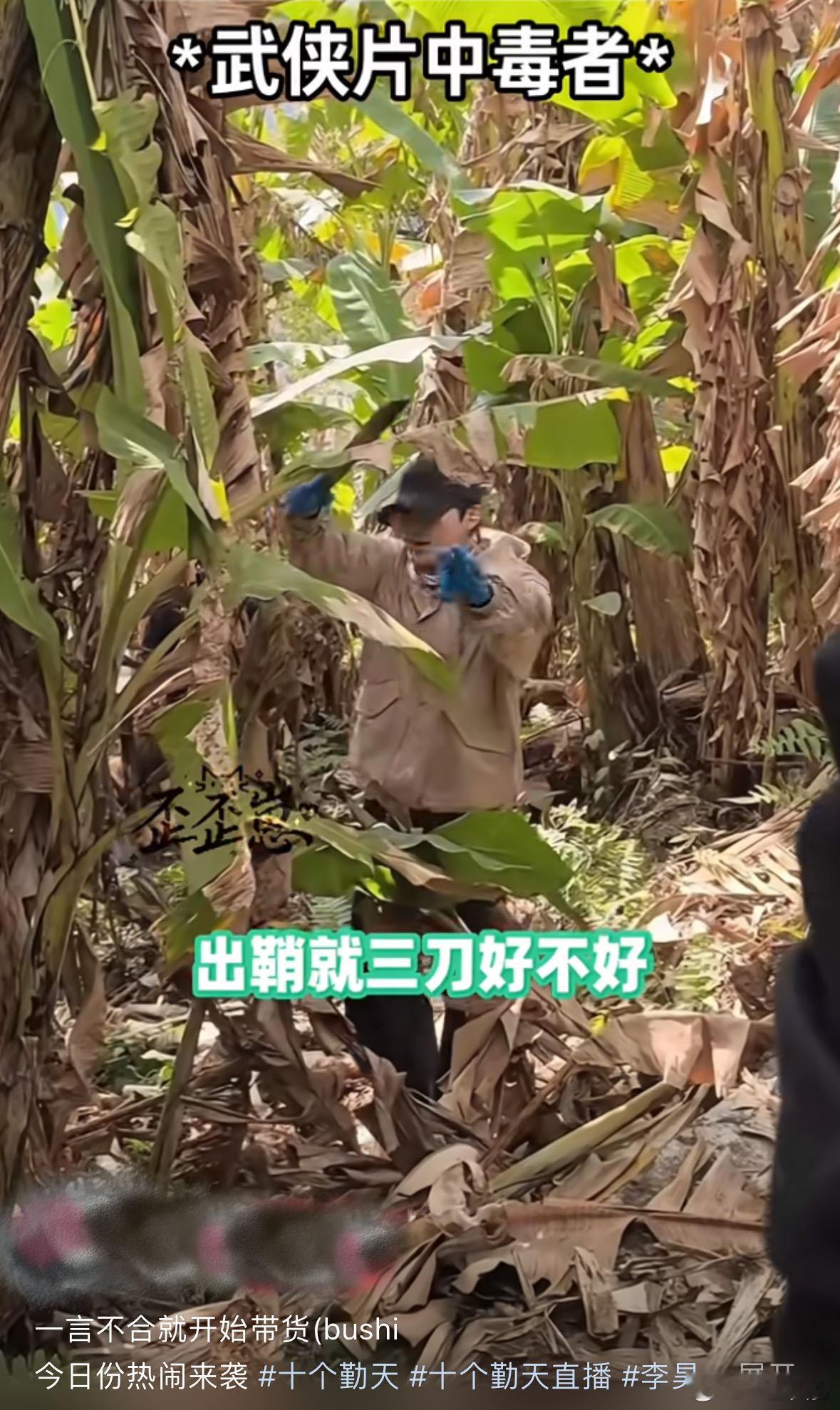 十个勤天十个刀郎看完砍香蕉，真心觉得这就是十个勤天的本色出演，每一刀都带着专属