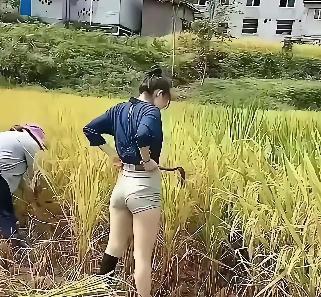 秋风拂处稻盈香，沃野鎏金映艳阳。靓女下田添秀色，轻衫短裤焕容光。腰间束带身姿