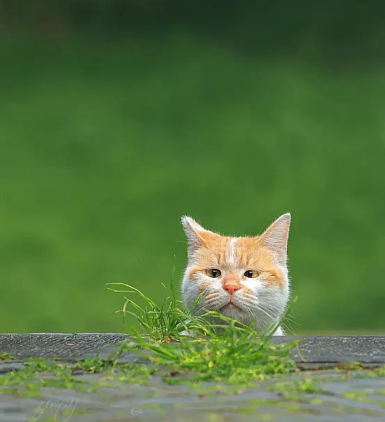 整天神神叨叨的，怎么啦？拉个粑粑，外面动静咋这么大？没见过可爱的猫咪拉野S?[捂