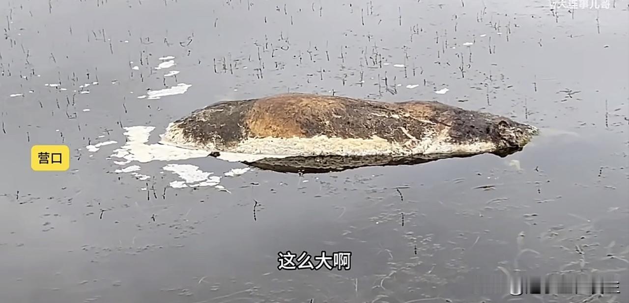 【碧流河水库一水源地河道漂浮死猪】（大连事儿哥）辽宁营口，网友反映碧流河水源地