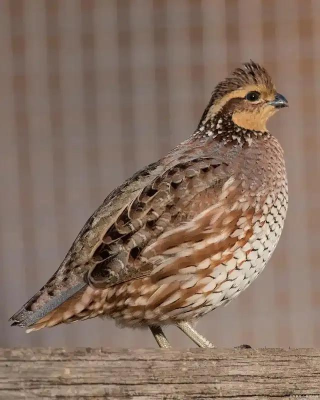 1984年，在中朝友好的背景下，朝鲜向中国赠送了一种特殊的动物——鹌鹑。这个看似