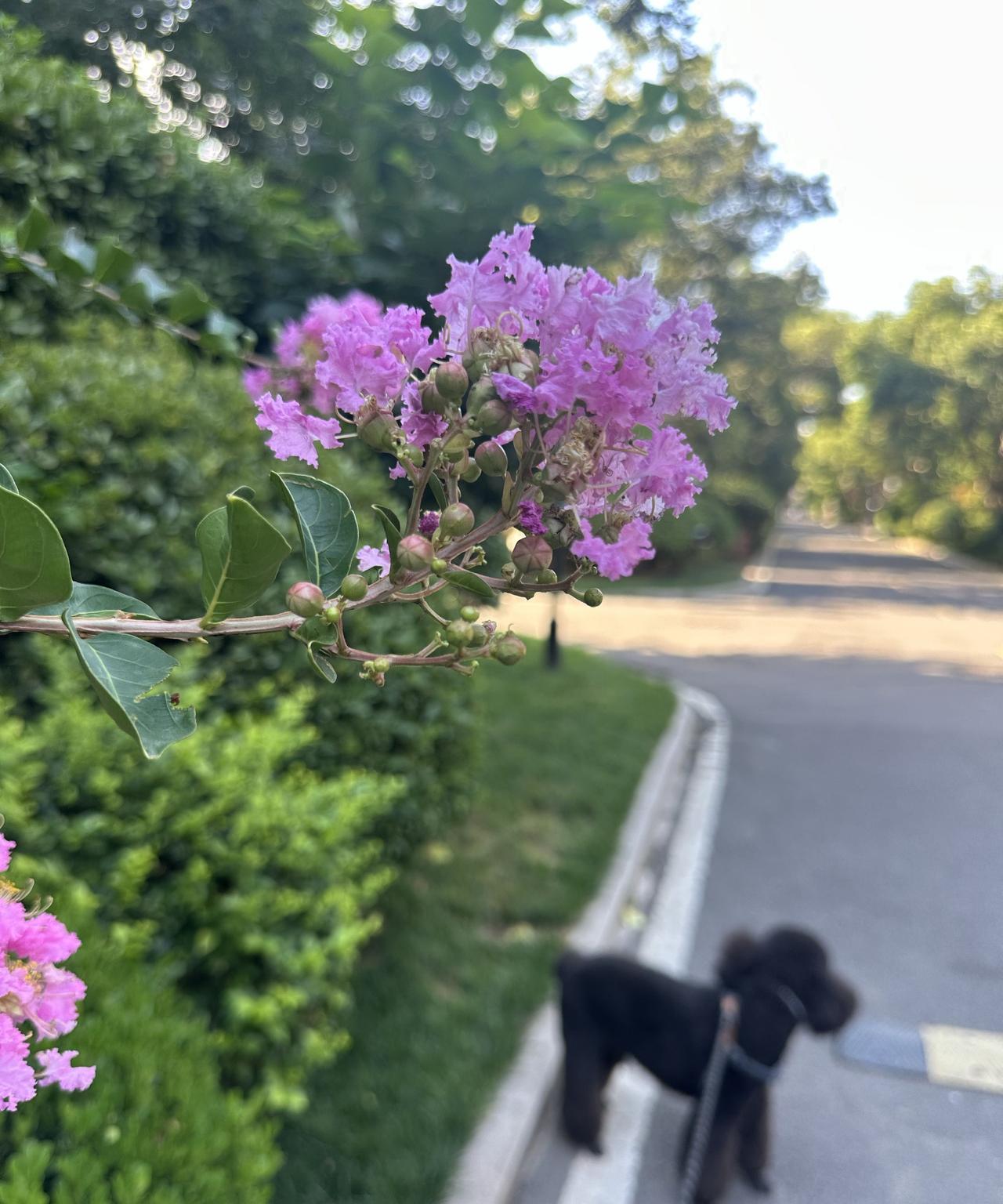 七点多点，披头散发脚尖挑着拖鞋迷迷瞪瞪的往卫生间走遇到老爷们开门带着狗回家。惊