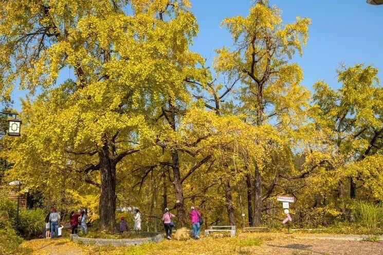 深秋时节，叶片都染上了暖黄，在清朗的天色下，美得像一幅油画。那些树叶就像生命的脉
