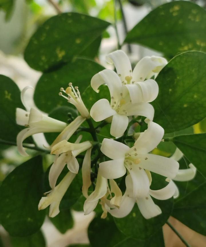 #分享一张随手拍的花。#阳台上的九里香开花了，从花卉市场买回来时，它的枝条上也如