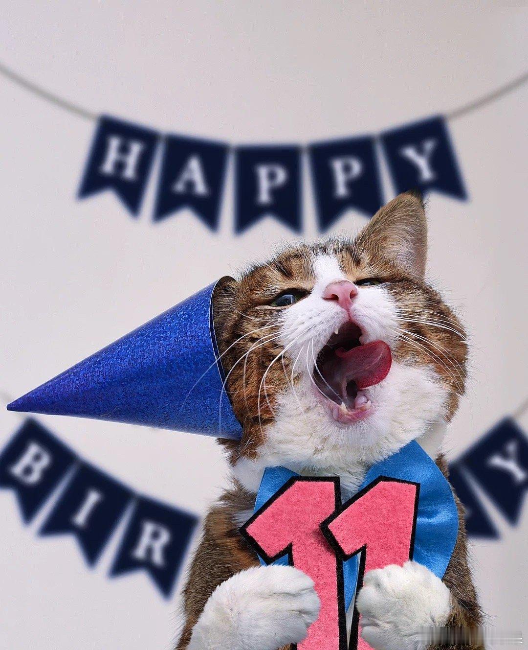 1️⃣1️⃣🆈🅴🅰🆁🆂😻🎉🎂祝表情包小猫咪11岁生日快乐?