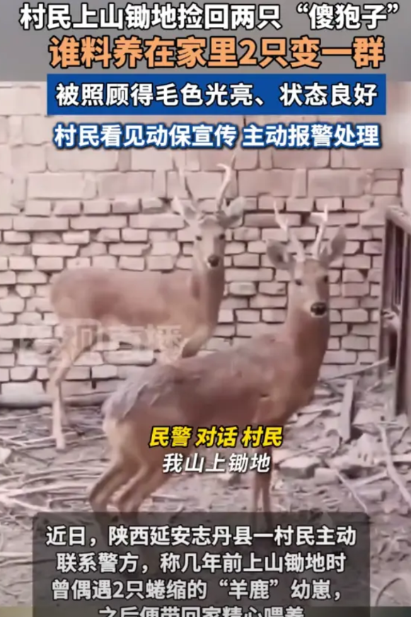 “这觉悟杠杠的！”陕西延安，女子上山锄地时，意外发现两只小鹿，带回家后慢慢养出了