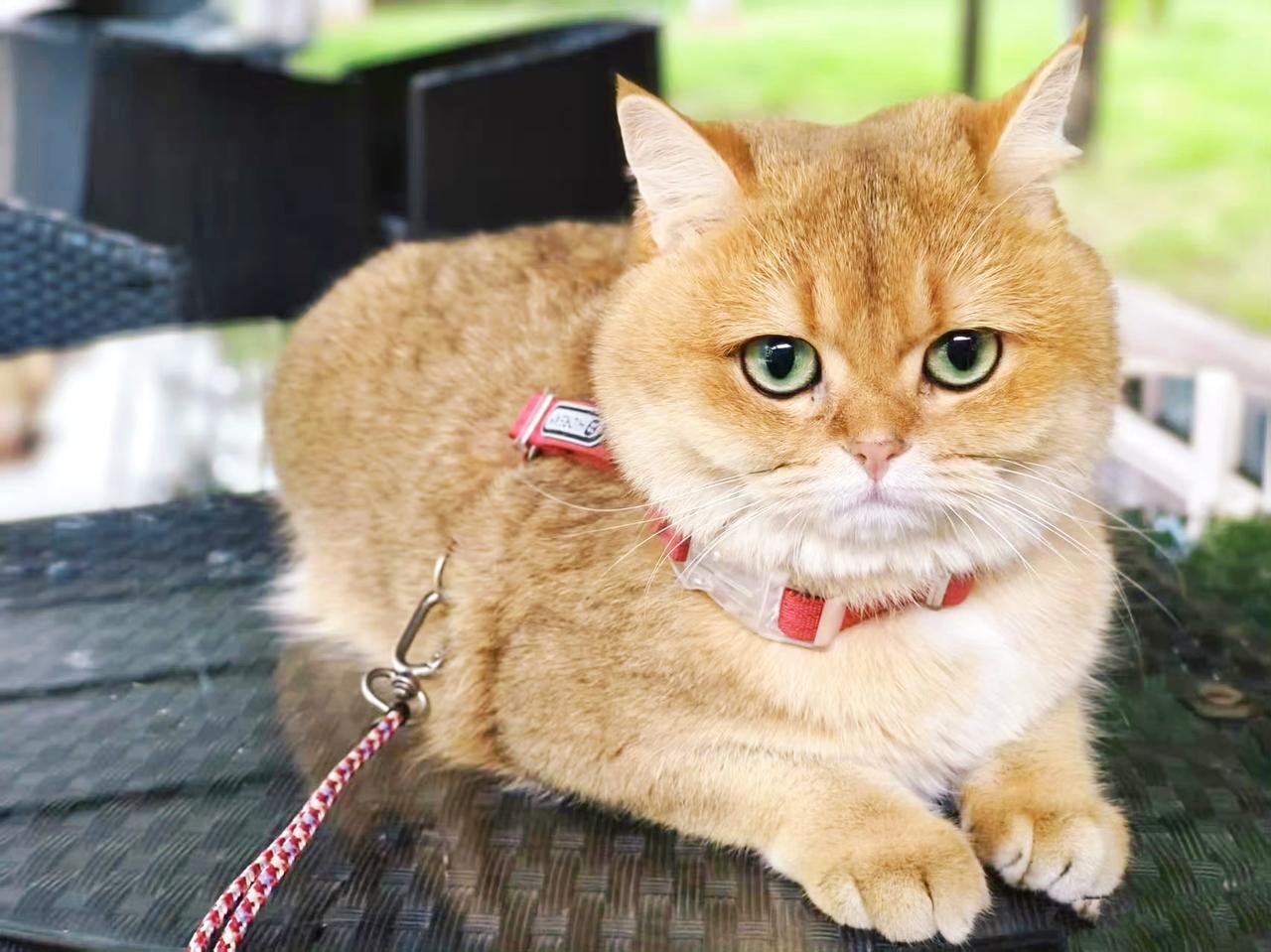 红米这家伙很久没有户外活动了，带出来出来溜达溜达。考虑它身手矫健但是脑子不太好使