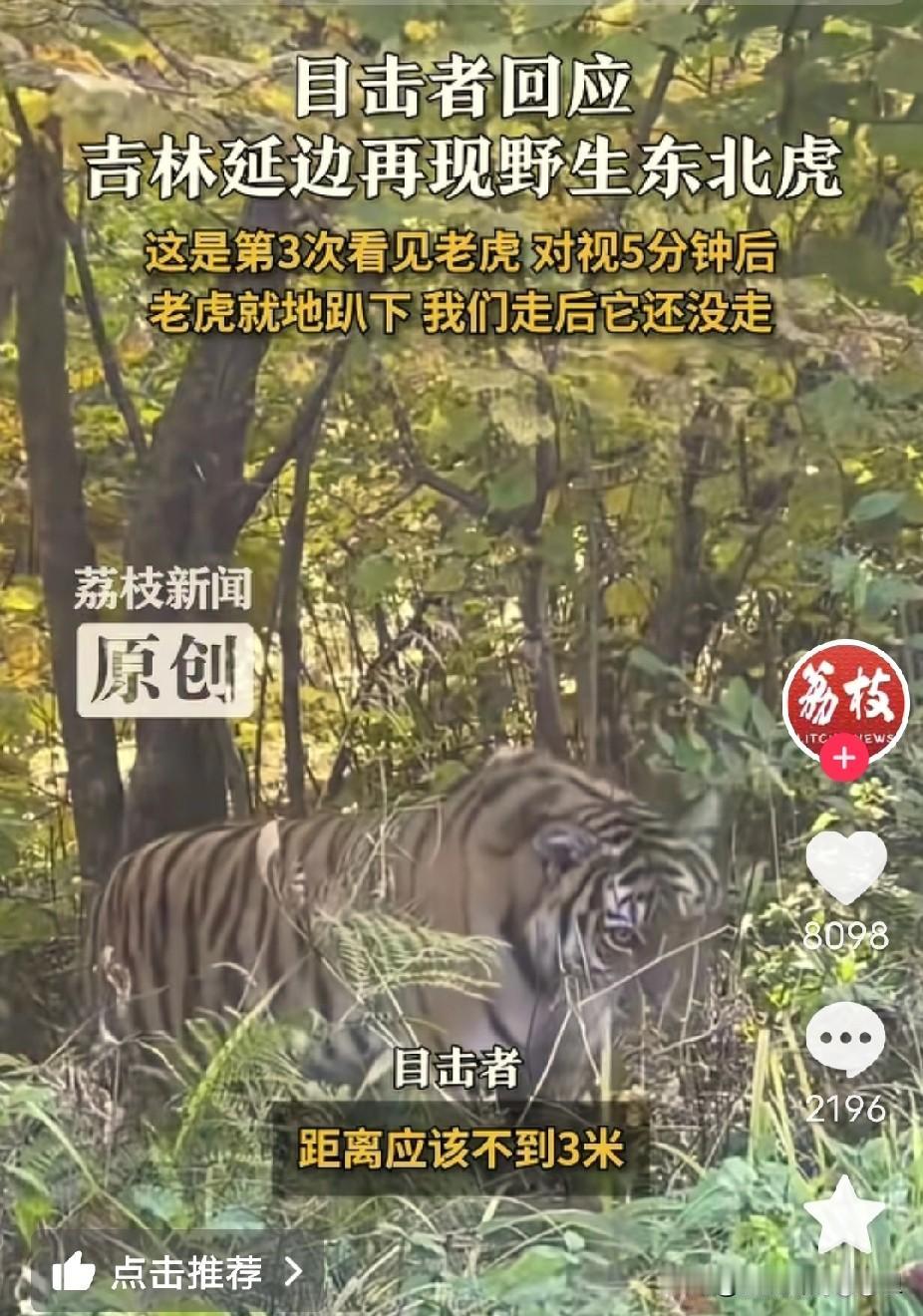 近日，吉林延边出了件稀罕事儿。有个在林业工作的男子，竟然距离3米偶遇野生东北虎。