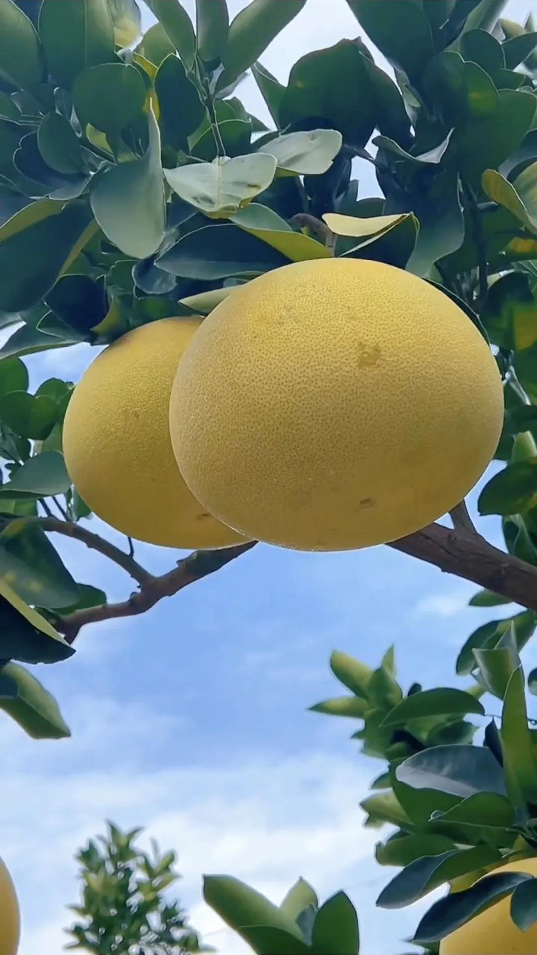 [笑着哭]太有意思了近日，一广西小伙子被顾客整懵了，他家一大片柚子树，他直播卖柚