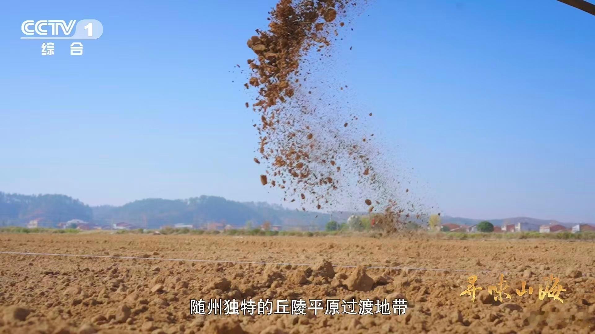 会吹泡泡的蔬菜湖北有种0摄氏度严选青菜秋冬打霜天是泡泡青的加分项！霜打过纤维