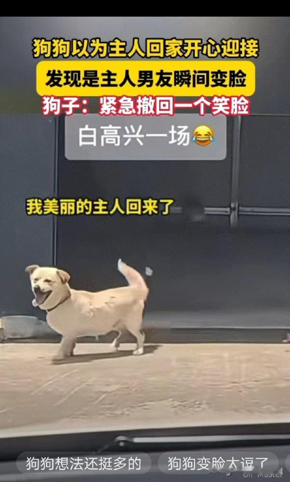 笑不活了！江苏，狗狗看到有车进院以后，以为是主人回来了，直接开心地跑去迎接。没想