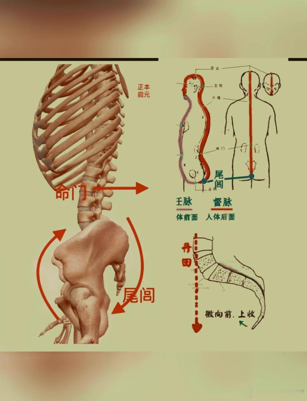尾闾，只有真正脱开骨盆、独立灵动，而不是胯晃、不是骨盆扭，纯尾闾自己单动，保守滴