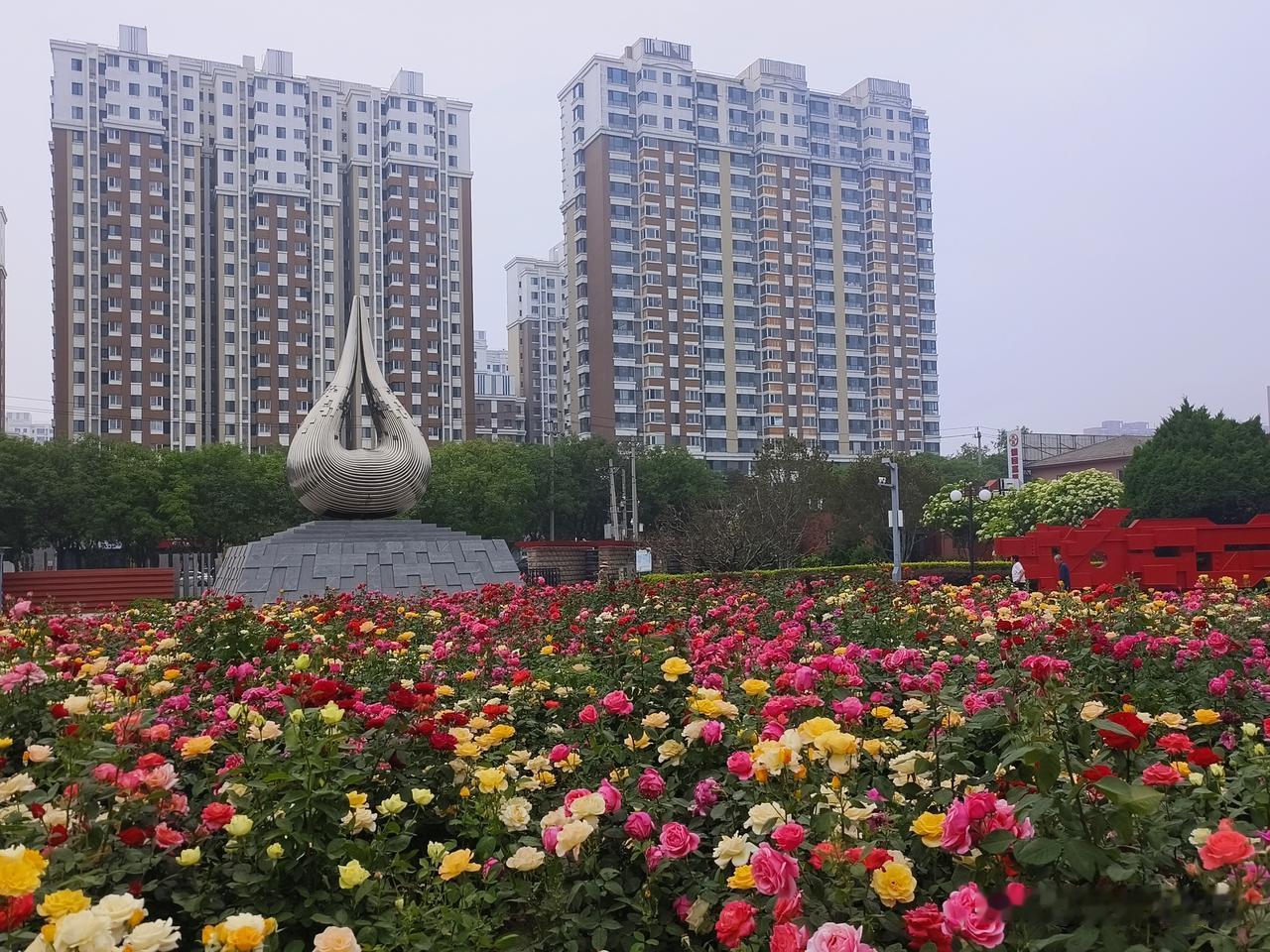 北京国际雕塑公园里色彩艳丽的月季花