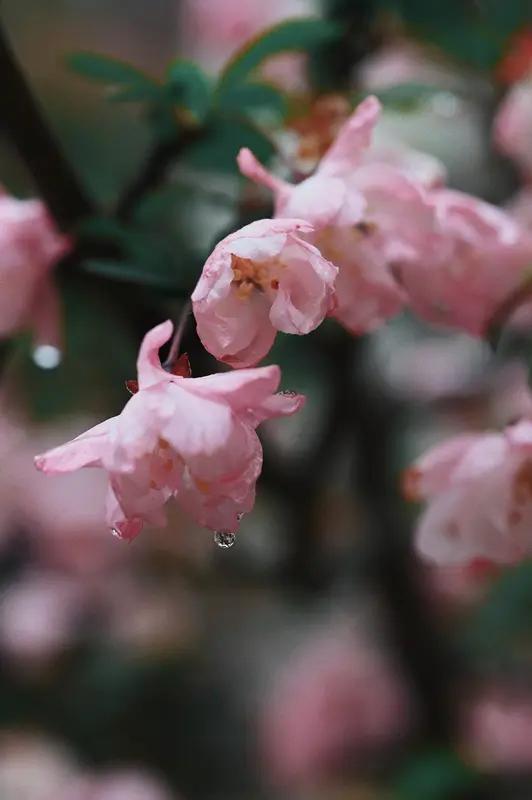 上联：花逢细雨添娇色，诚邀下联柳遇轻风展柔姿。